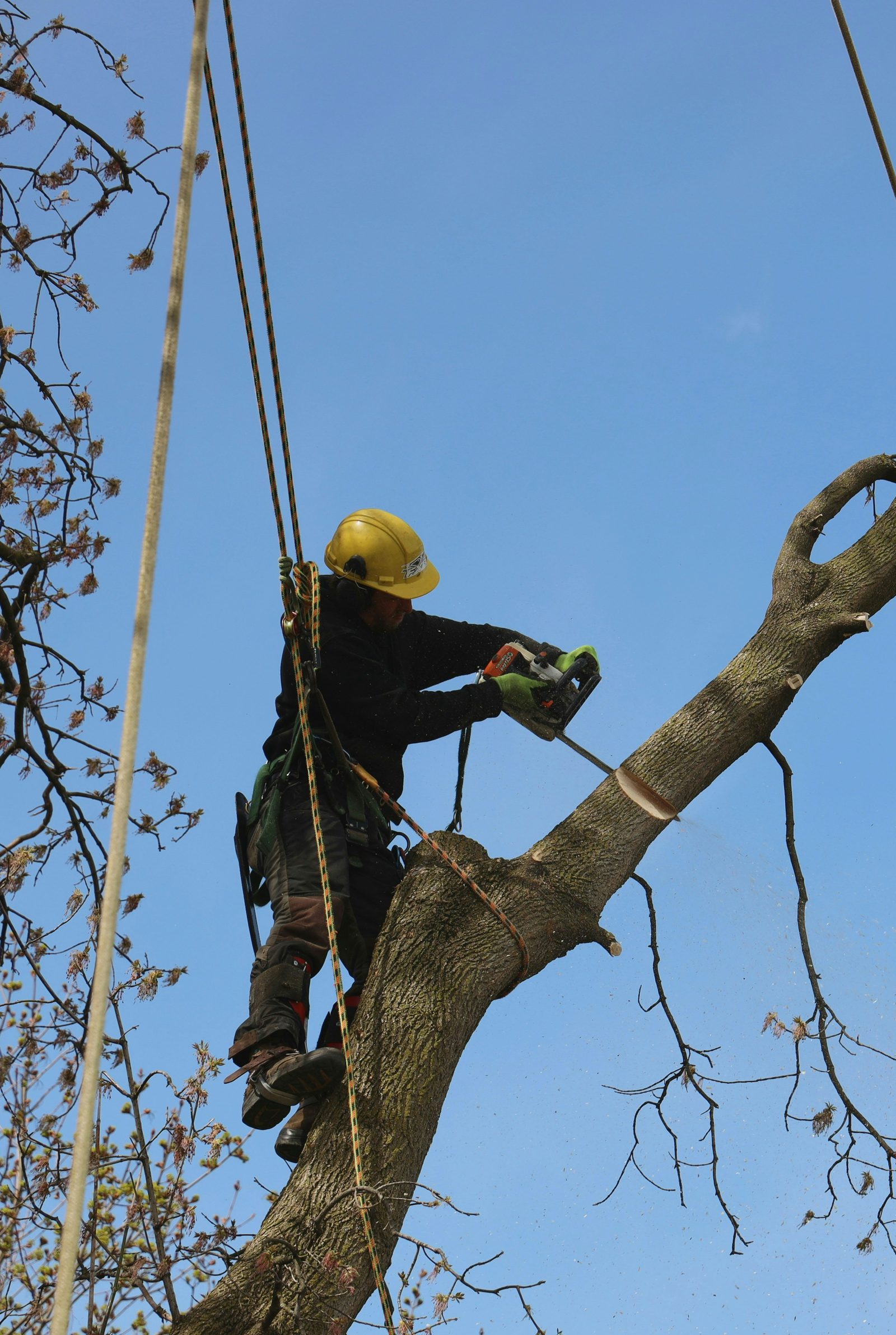 Tree trimming and pruning service Idaho Falls