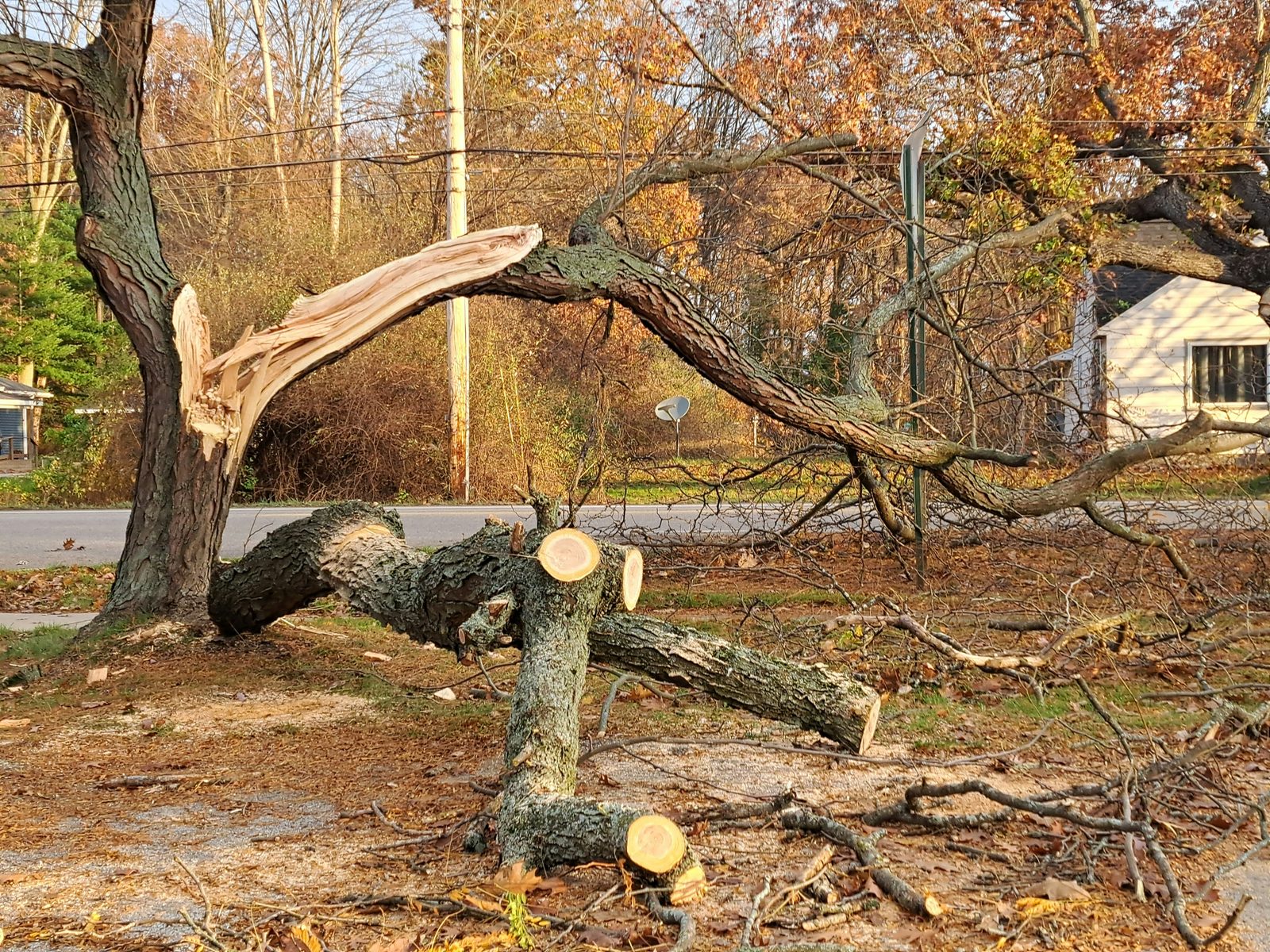 Emergency tree service Idaho Falls after storm